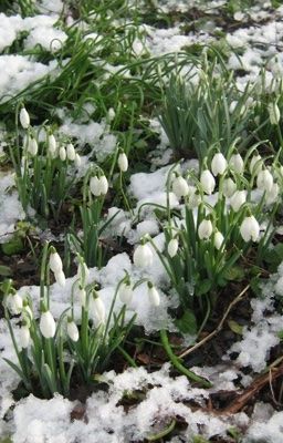 Fakedeft |  Tuyết tan