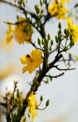 [faker/showmaker] mai vàng chớm nở ánh hừng đông