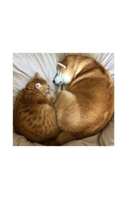 [fanfic] (hoàng/huy) cuộc sống hàng ngày của nhật quàng và cựu hàng xóm của ảnh