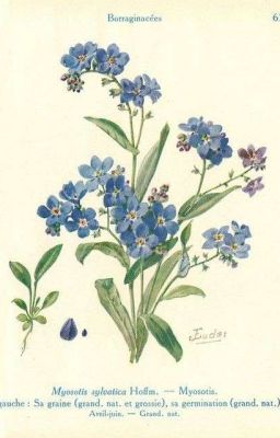 Forget Me Not...