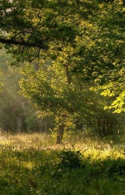 Gặp em giữa cánh đồng hoa