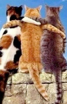 Gửi ba đứa của tuổi mười mấy