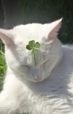 hành trình tái sinh