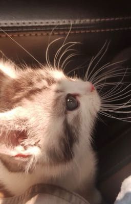 [Harry Potter] Xuyên Không! Nhiệm vụ cưa trai Hogwarts!