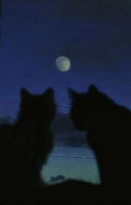 [haye/plave] - moonlight.