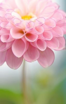 Họa đường thiều quang diễm