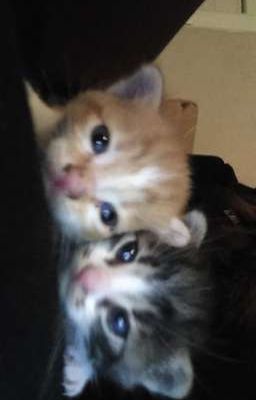 (Hoàng x Khang)-Anh hôn đã xin phép em chưa?