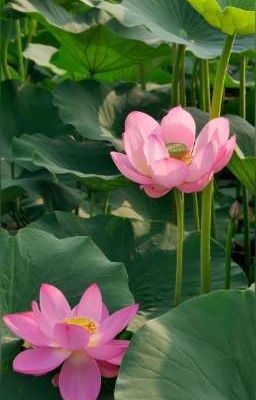 Hương Sen