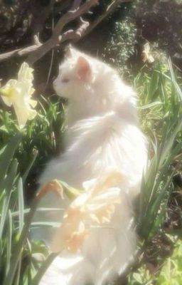 ☆✧◝Huyền Vũ Tứ Tượng - All Nguyên Thủy Nhân/AllNguyên ☆◜✧