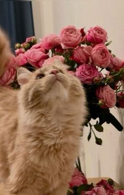 Ivresse de Wangho 💗 