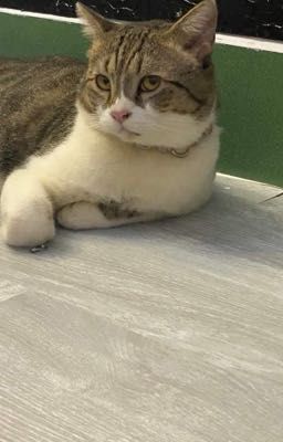 john và loài lộn mèo