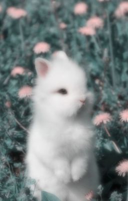 [JsolNicky] Tình Yêu Là gì?