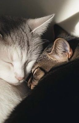 [KANGJAE|ABO] Limonana