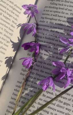 [KazuScara] Hương Lavender Kì Lạ 