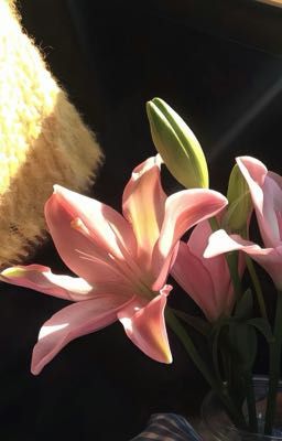 khi em nằm bên anh 𐙚 ˚ts