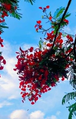 Khi gió gọi tên em