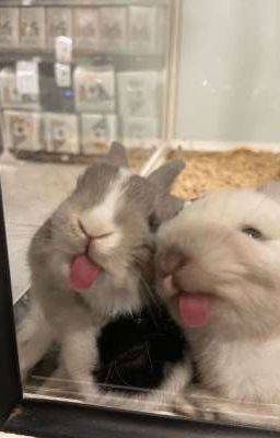 KinghtK9 | 🐇🐇