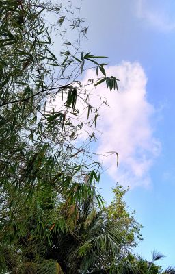 Kỷ niệm ngắn ngủi 