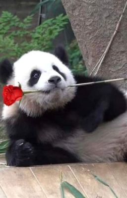 Lâm vào Nguyên sở thú