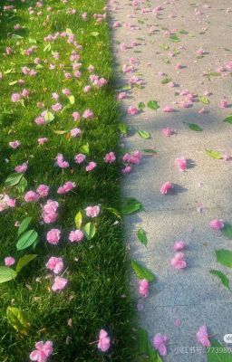 lang thang ở chốn mộng mơ.