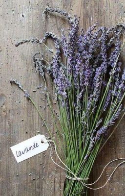 _Lavender_