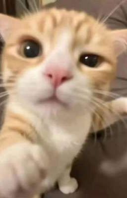 [LCK] Plot nhỏ cùng LCK