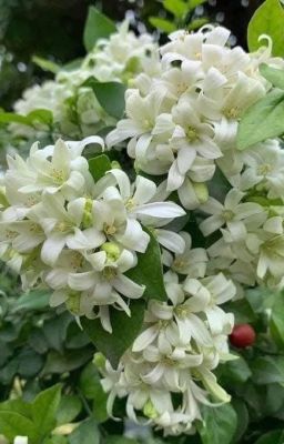 [LySan] Chậm lại một chút