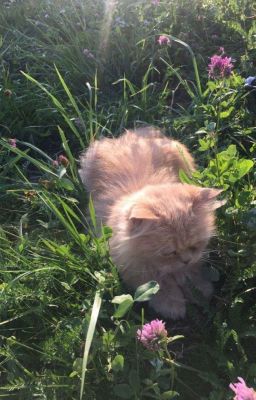 Marvel Int. Highschool - Stony | Textfic 𐙚⋆°。⋆♡