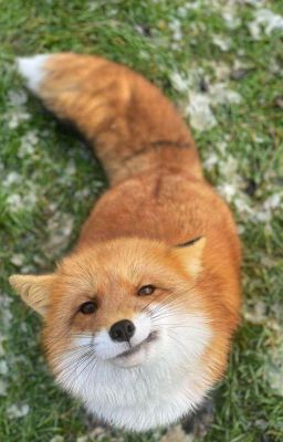 mason nguyễn × congb | fire.