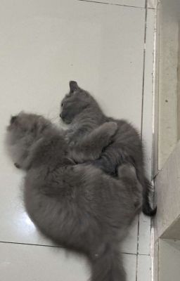 Màu Máu Tự Do