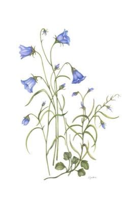 meanie | the story of us