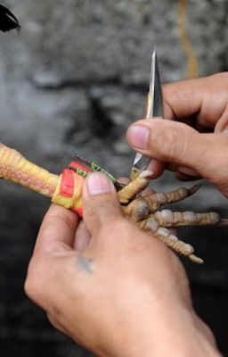 Mẹo chọn cựa gà đá Thomo gia tăng chiến thắng cho người chơi