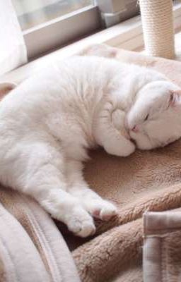 [Mèo lớn]•[On2eus]