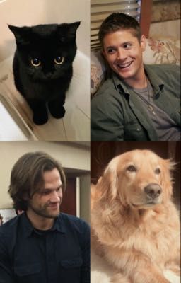 Mèo và Cún [J2] [Supernatural]