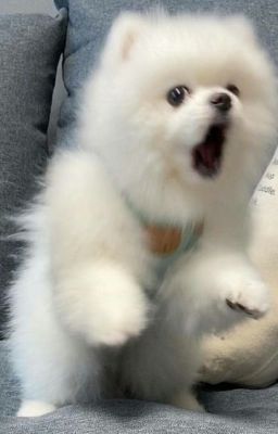 Một Ngày Diệu Kỳ Của Khang