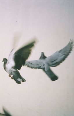 Mưa Đỏ | Trở Về