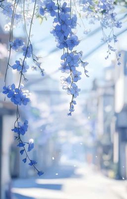 mùa hoa nở muộn ở Pohang