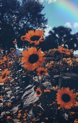 [ Namjoon ] Hoa hướng dương 🌻