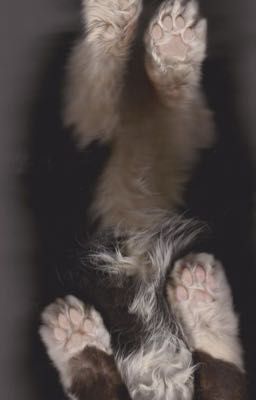 NgocVu_ Con mèo con