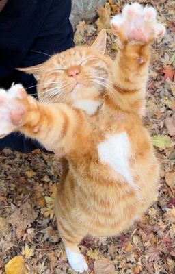 Ngồi cạnh em - Pernut