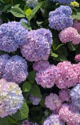 Nhã Huy | Năm ngón bàn tay