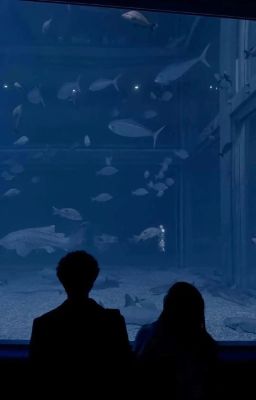 Những cuộc tình trong thành phố