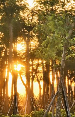 Nỗi sợ tan trong nắng hạ -When the Sun Took the Fear Away