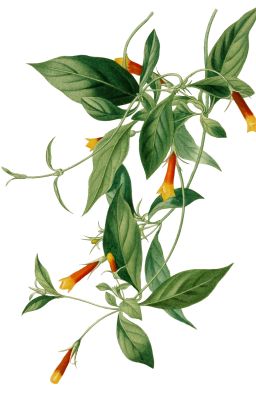 [Nữ x Nữ] Mời Em Vào Tim