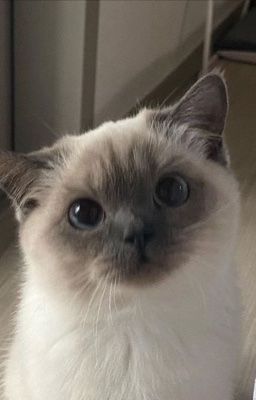 [Nuthends] Chúng ta của sau này