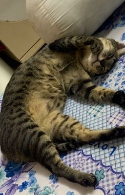 Ổ viết văn những couple độc lạ trong Fairy Tail