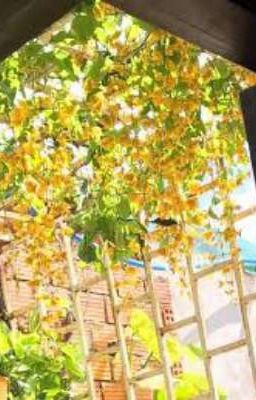 [ on2eus ] hoa lan Hoàng Dương.