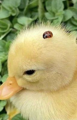 [On2eus] Hợp đồng hôn nhân.