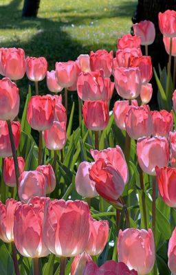 [Oneshot] Can't Touch