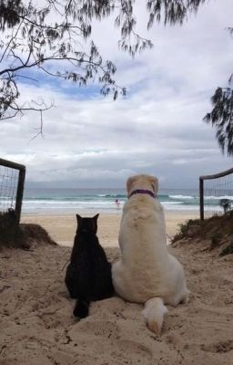 [Oneshot] [ĐNHxSN] Vết thời gian